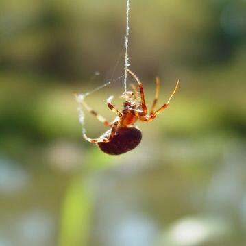 Controle de Pragas | Controle de Aranhas
