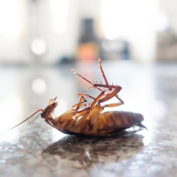 Controle de Pragas | Controle de Baratas