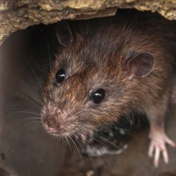 Controle de Pragas | Controle de Roedores